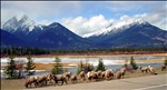 Canadian Bighorn Sheep